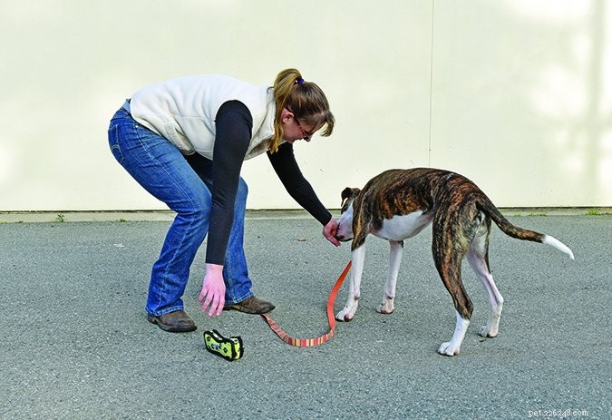 Train Your Dog to Trade: A Step-by-Step Guide for Safe and Positive Interaction