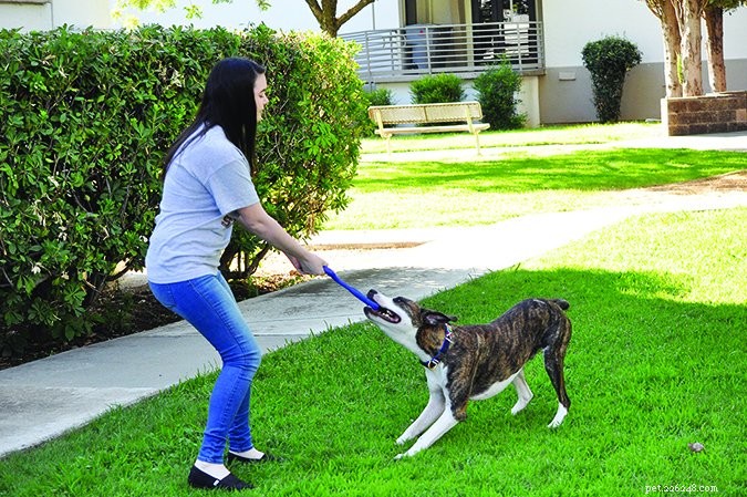 Safe & Effective Tug‑Play: Expert Rules for Your Dog