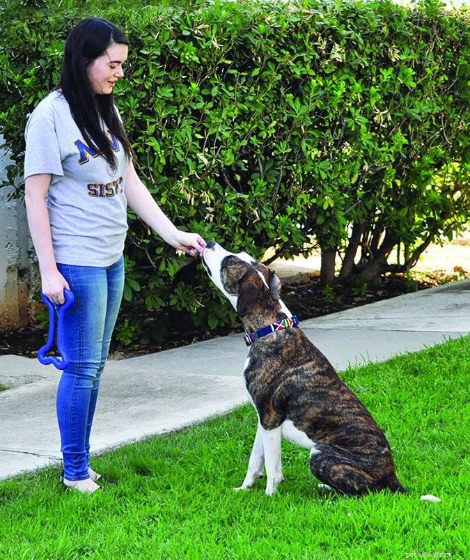 Safe & Effective Tug‑Play: Expert Rules for Your Dog