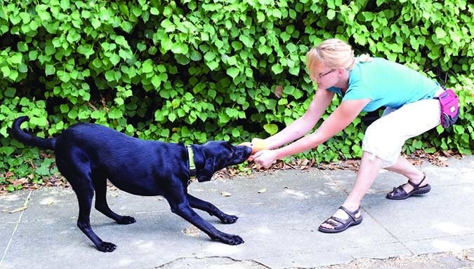 Safe & Effective Tug‑Play: Expert Rules for Your Dog