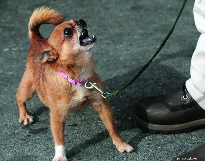 When Your Dog Growls: Signs It’s Healthy and Playful