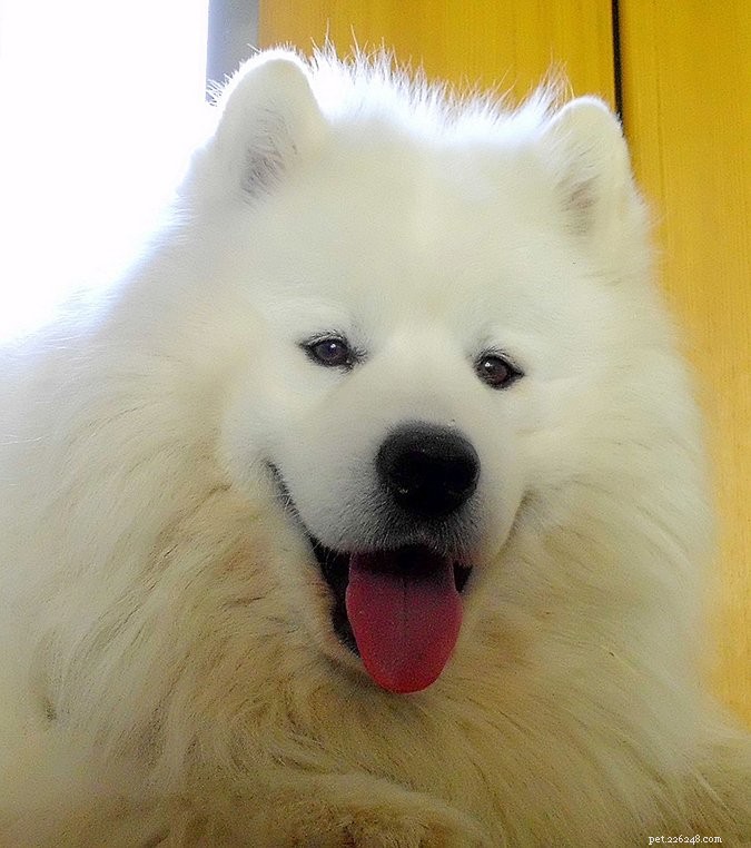 8 Proven Steps to Raise a Behaviorally Healthy Dog