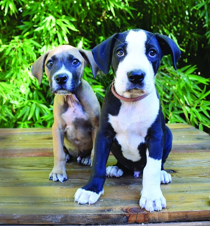 Genetics vs Training: Understanding Your Dog’s Temperament