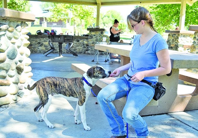 Understanding and Managing Fear-Driven Aggression in Dogs