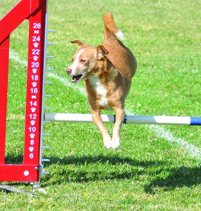 Understanding Your Dog’s Physical Traits: Why They Matter