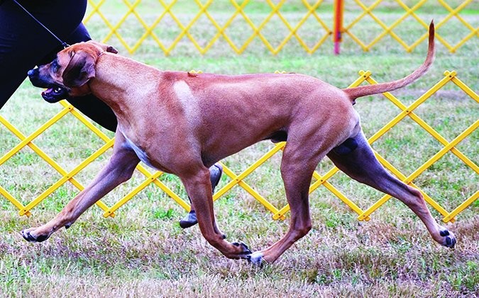Understanding Your Dog’s Physical Traits: Why They Matter