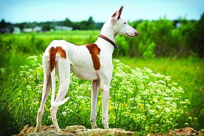 Understanding Your Dog’s Physical Traits: Why They Matter