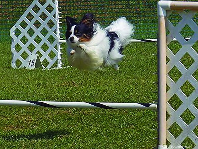 Unlock Your Dog s Natural Instincts with Tailored Activity Programs