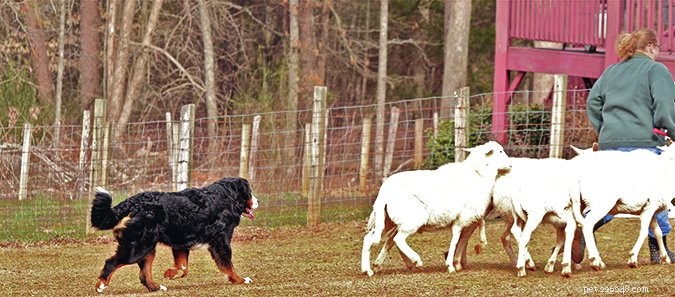 Unlock Your Dog s Natural Instincts with Tailored Activity Programs
