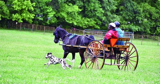 Unlock Your Dog s Natural Instincts with Tailored Activity Programs