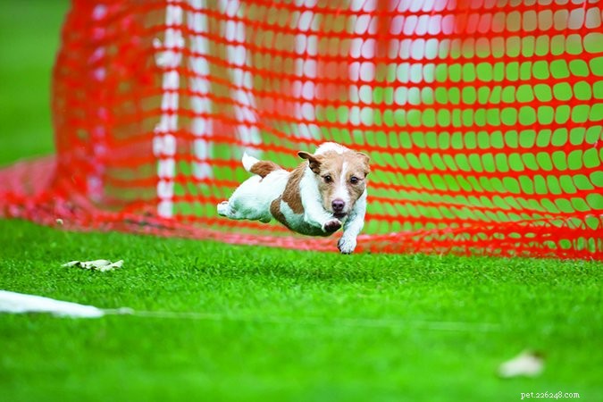 Unlock Your Dog s Natural Instincts with Tailored Activity Programs