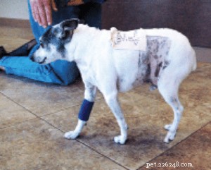 How to Manage Aggressive Dogs in a Multi-Dog Household