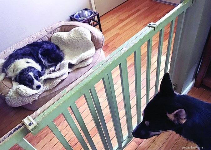 How to Manage Aggressive Dogs in a Multi-Dog Household