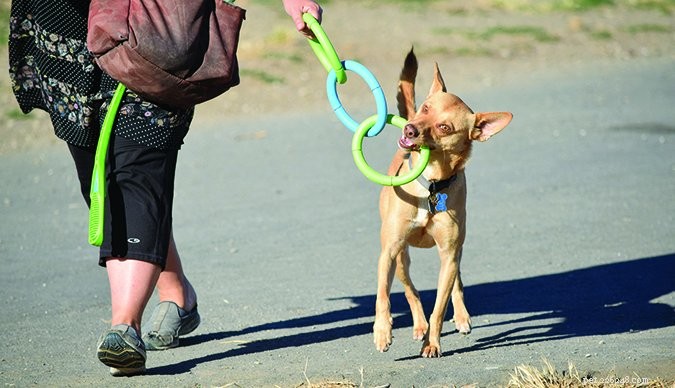 How to Calm a Leash-Reactive Dog: Proven Techniques