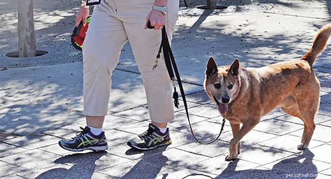How to Calm a Leash-Reactive Dog: Proven Techniques