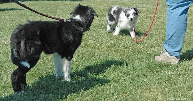 How to Calm a Leash-Reactive Dog: Proven Techniques