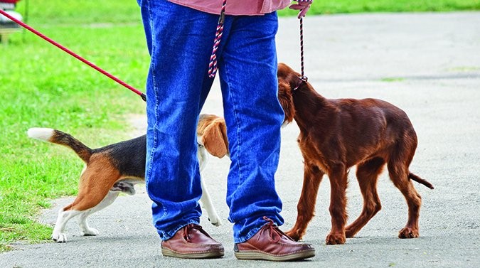 Decoding Your Dog’s Body Language: A Guide to Understanding Canine Signals