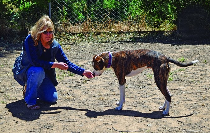 Decoding Your Dog’s Body Language: A Guide to Understanding Canine Signals