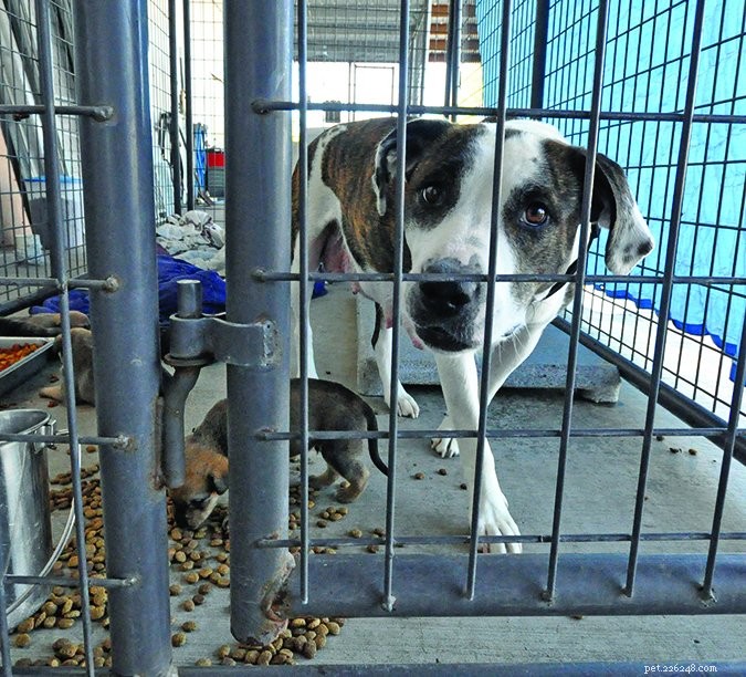 Understanding Canine Body Language: Key Danger Signs to Avoid Bites
