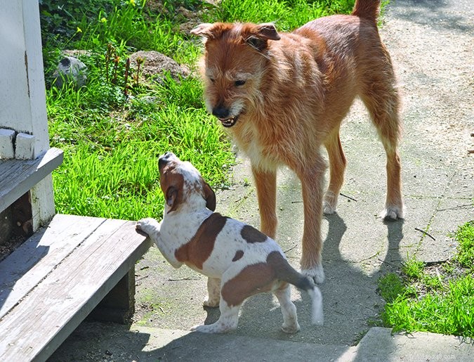 Understanding Canine Body Language: Key Danger Signs to Avoid Bites