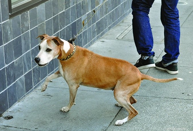 Understanding Canine Body Language: Key Danger Signs to Avoid Bites