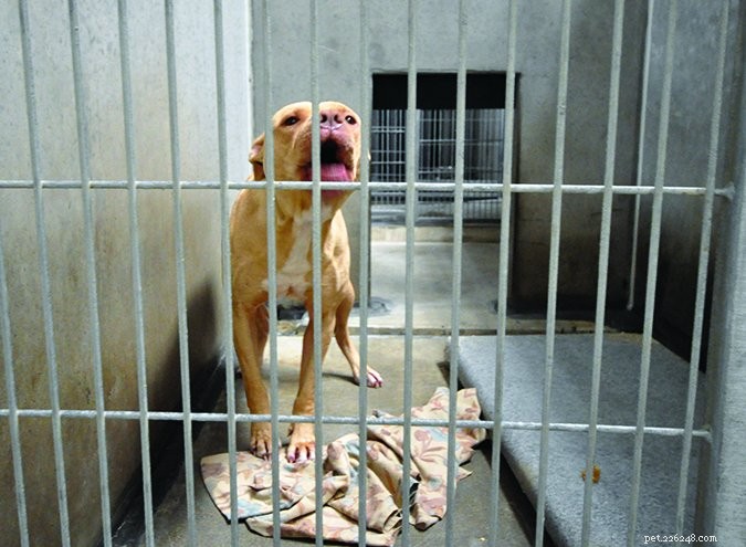 Understanding Canine Body Language: Key Danger Signs to Avoid Bites