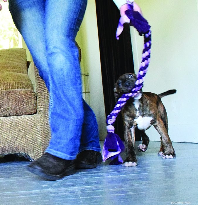How to Handle Puppy Bites: 4 Proven Strategies