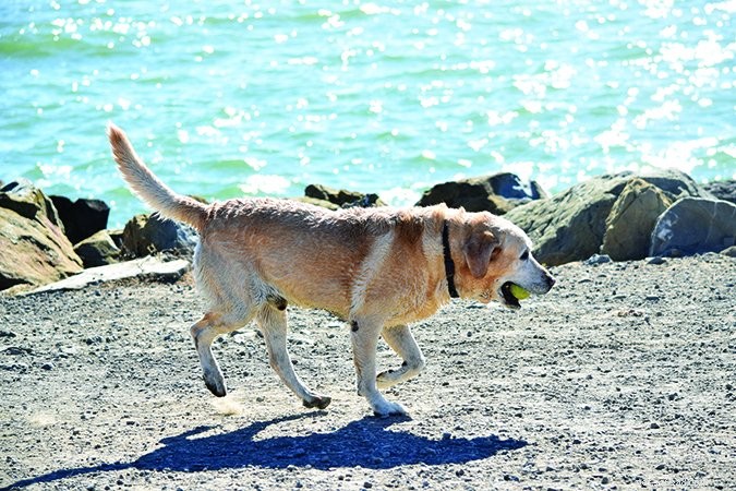 How to Quiet Your Dog’s Whining: Proven Techniques