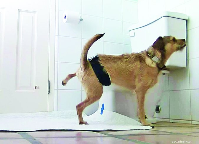 Effective Strategies to Stop Indoor Urine Marking in Dogs