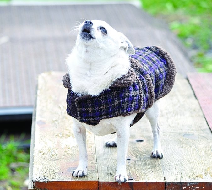 Understanding Dog Barking: Causes & Effective Ways to Stop It
