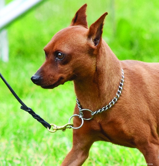 Understanding Dog Barking: Causes & Effective Ways to Stop It