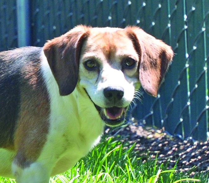 Understanding Dog Barking: Causes & Effective Ways to Stop It