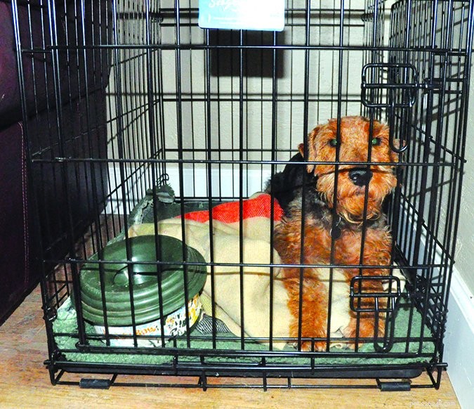 How Long Is Too Long? Determining the Ideal Alone Time for Your Dog