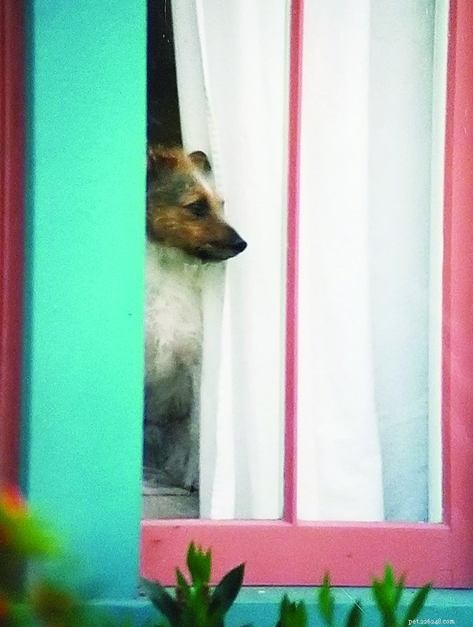 How Long Is Too Long? Determining the Ideal Alone Time for Your Dog