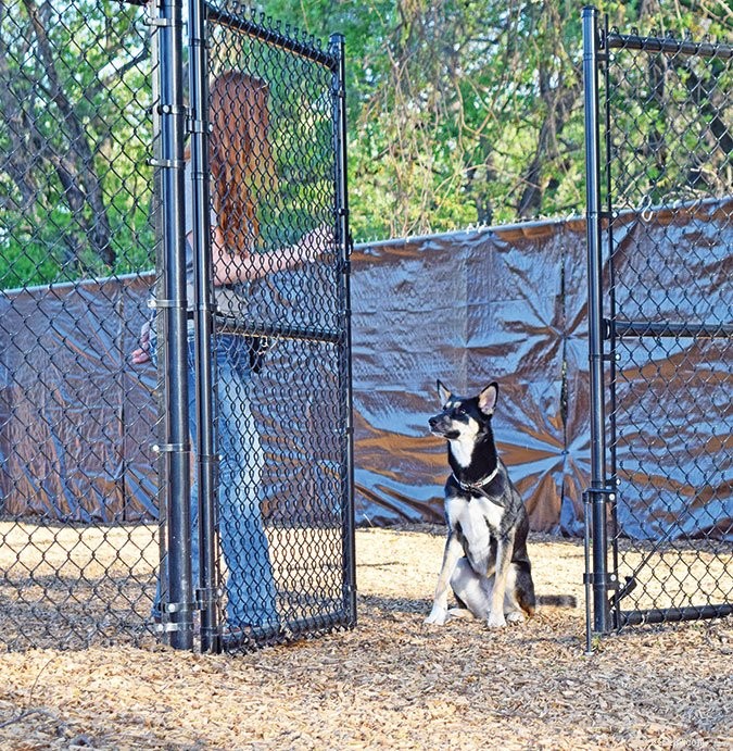 Effective Dog Training: Mastering  Wait  and  Stay  Commands