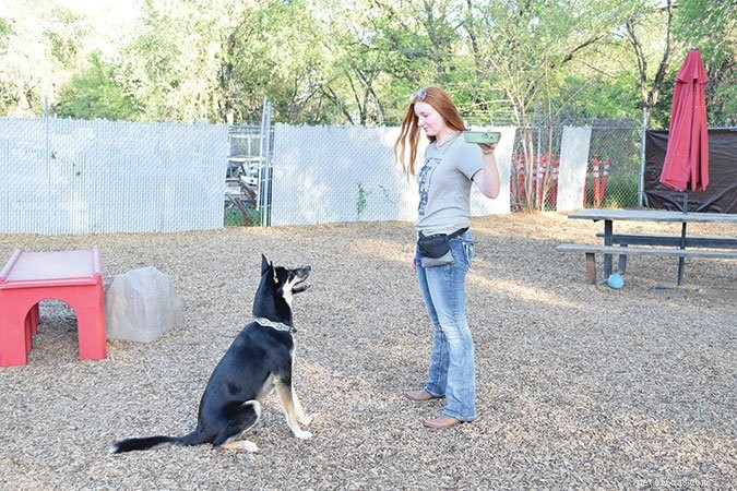 Effective Dog Training: Mastering  Wait  and  Stay  Commands
