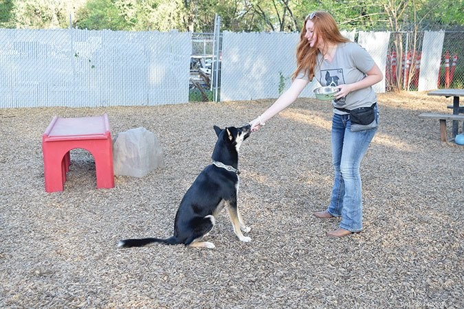 Effective Dog Training: Mastering  Wait  and  Stay  Commands