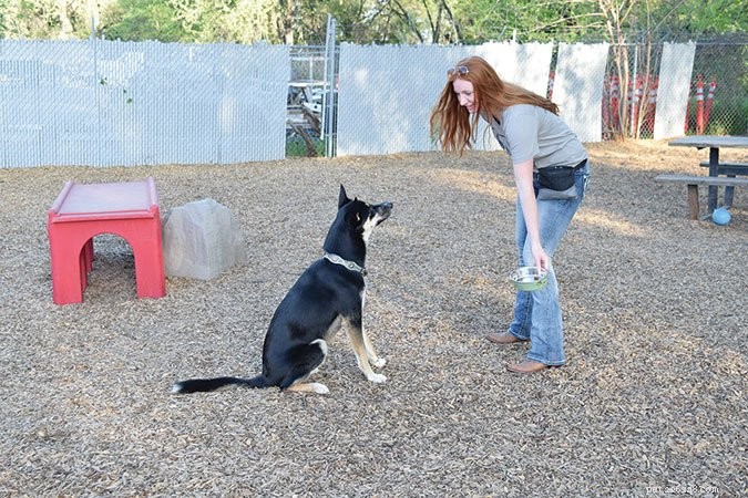 Effective Dog Training: Mastering  Wait  and  Stay  Commands