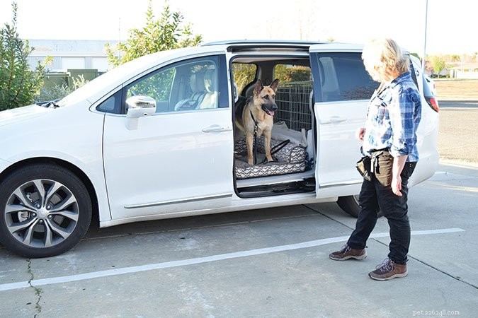 Effective Dog Training: Mastering  Wait  and  Stay  Commands