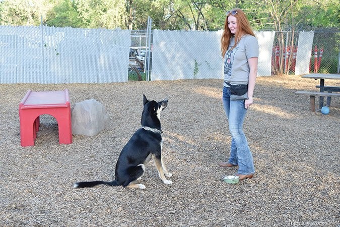 Effective Dog Training: Mastering  Wait  and  Stay  Commands