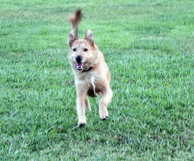 Effective Dog Training: Mastering  Wait  and  Stay  Commands