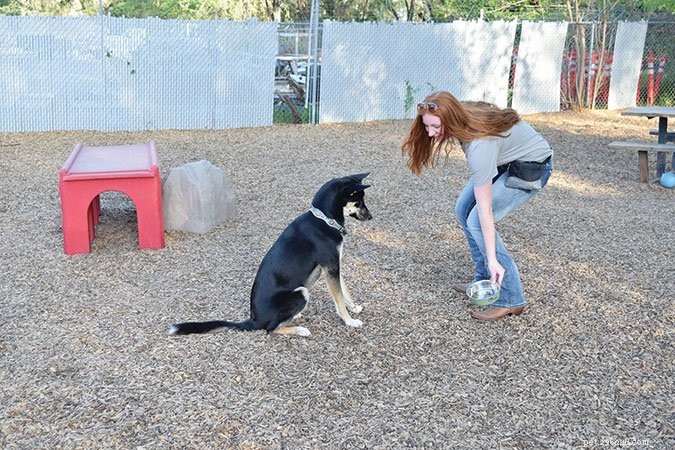 Effective Dog Training: Mastering  Wait  and  Stay  Commands
