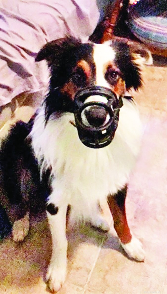 Expert Boarding & Training to Calm a Hyperactive Australian Shepherd
