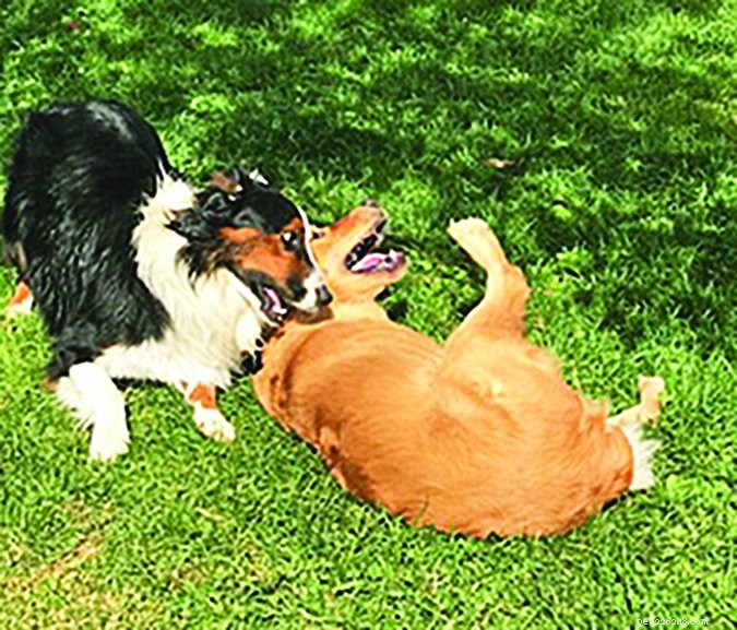 Expert Boarding & Training to Calm a Hyperactive Australian Shepherd