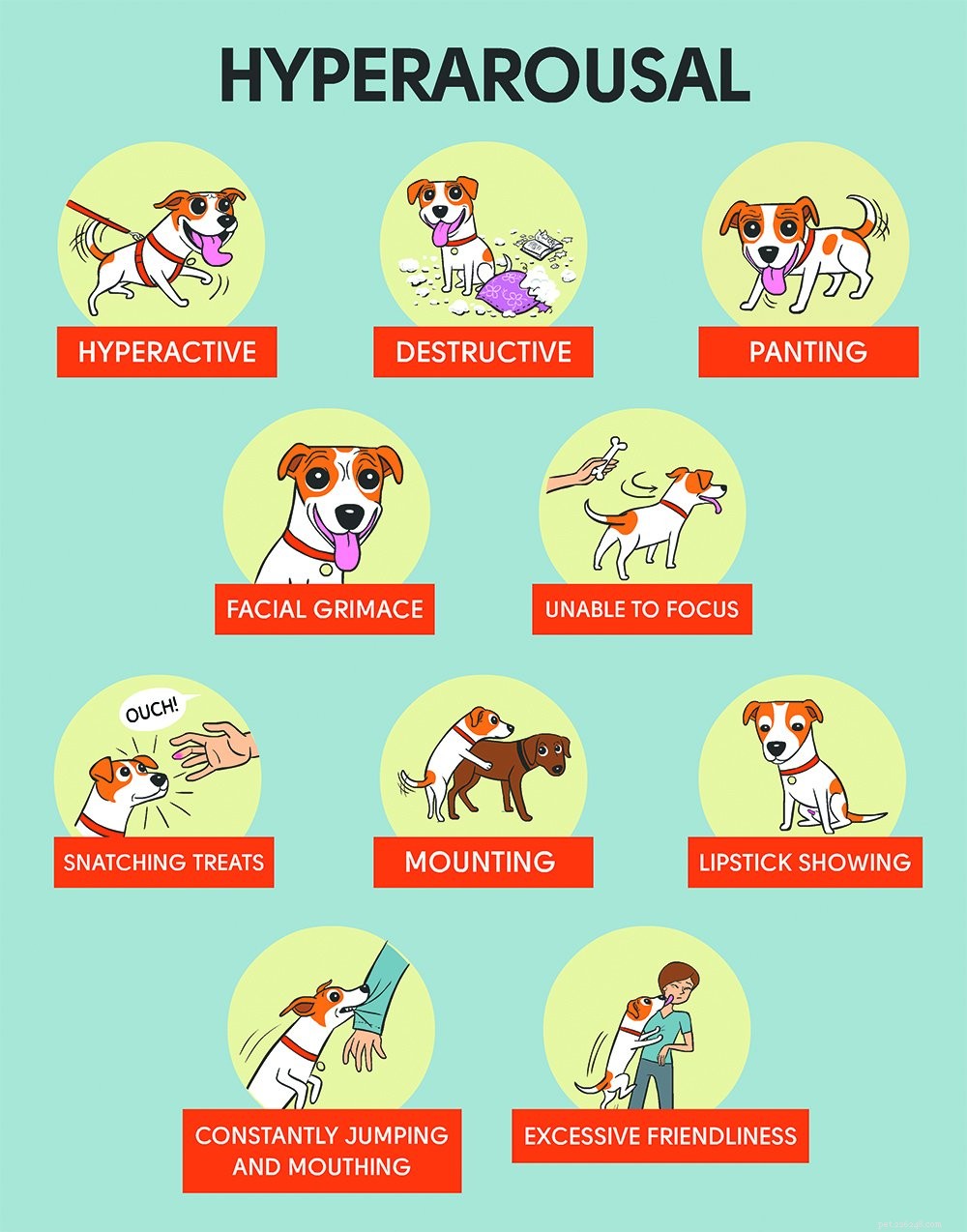 Expert Boarding & Training to Calm a Hyperactive Australian Shepherd
