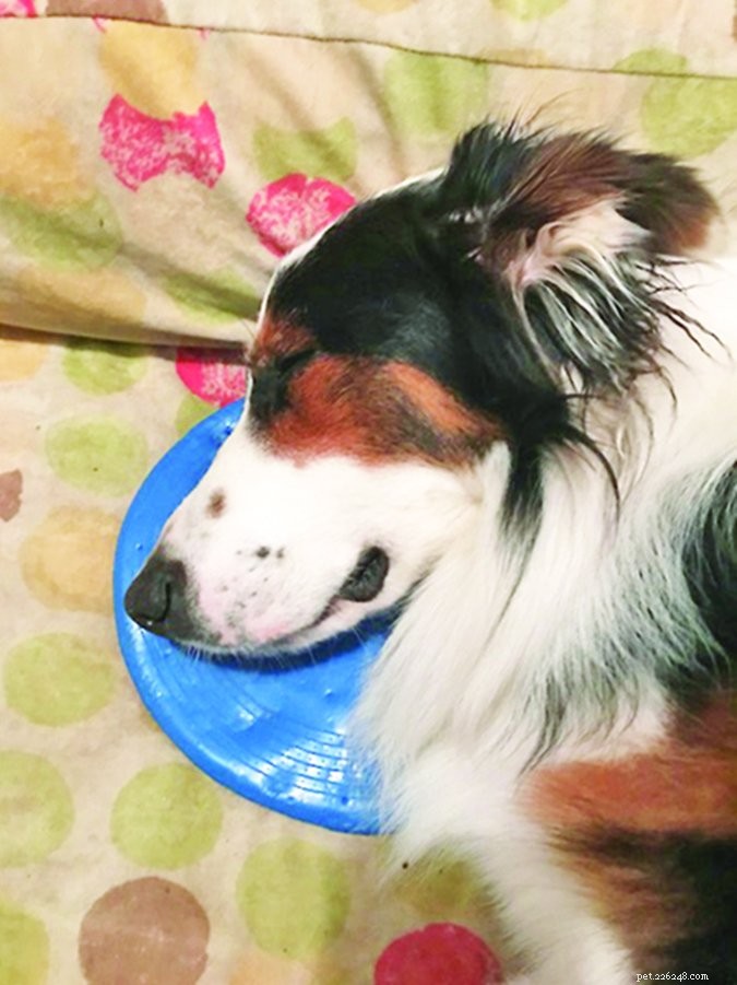 Expert Boarding & Training to Calm a Hyperactive Australian Shepherd