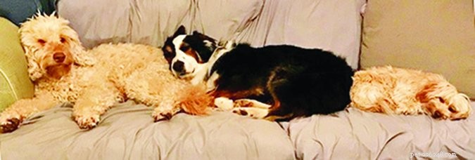 Expert Boarding & Training to Calm a Hyperactive Australian Shepherd