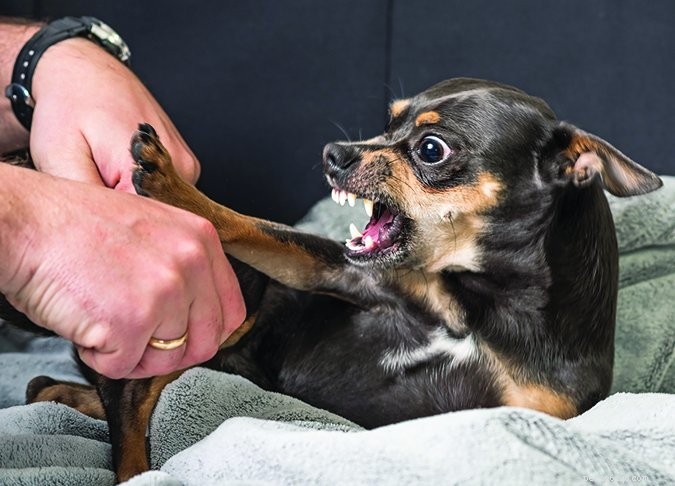 Decoding Your Dog s Emotions: A Guide to Understanding Canine Feelings