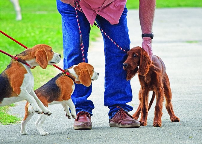 Decoding Your Dog s Emotions: A Guide to Understanding Canine Feelings