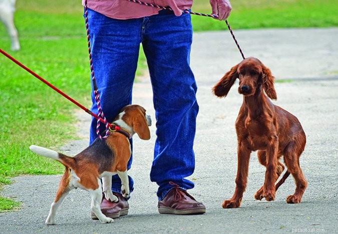 Decoding Your Dog s Emotions: A Guide to Understanding Canine Feelings